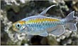 Congo Tetra